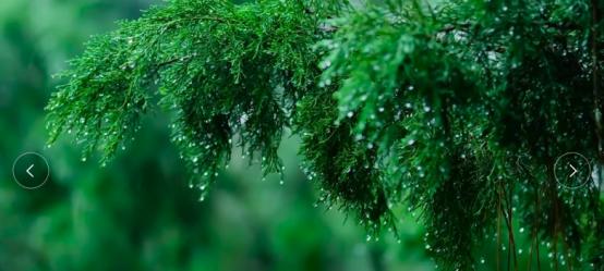 《雨中漫步，感受自然之美》（感受大自然的馈赠）