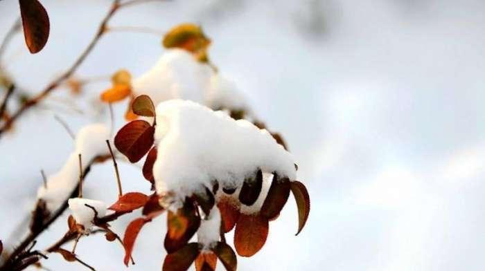 《初雪洒落人间》