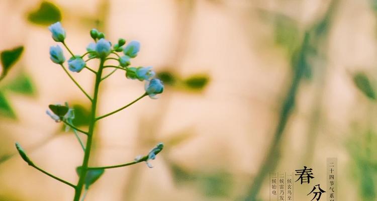 春分芳菲，唯美句子点缀（110句唯美句子）