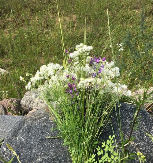 花开榆荚（一个小村庄的春天）