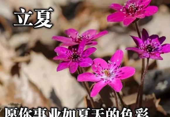 邂逅立春，绽放初春（125句唯美早安问候语）